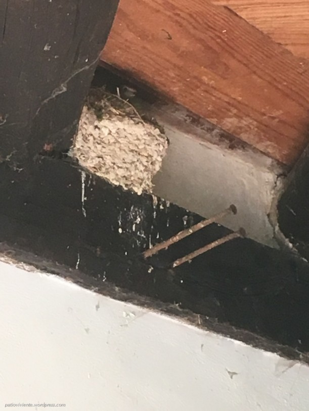 Colirrojo Tizón hembra en viejo nido de Golondrina Común. Patio Viviente. 22 de Mayo de 2018
